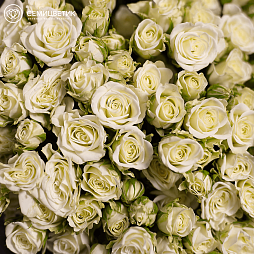 Роза кустовая (Кения) Snowflake 40 см Белая поштучно