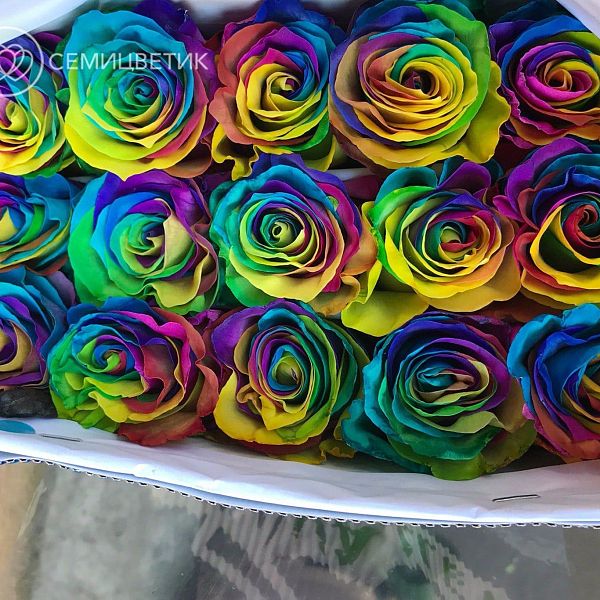 Букет из 101 радужной розы 60 см (Эквадор)