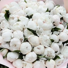 Букет из 51 нежно-розового пиона Standart в сиреневой пленке