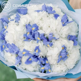 Букет из 5 белых гортензий и 15 синих ирисов в голубой пленке
