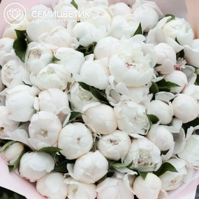 Букет из 51 нежно-розового пиона Standart в сиреневой пленке