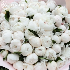 Букет из 51 нежно-розового пиона Standart в сиреневой пленке