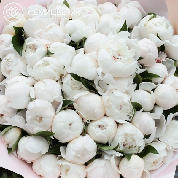 Букет из 51 нежно-розового пиона Standart в сиреневой пленке