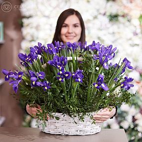 Композиция из 51 ириса с зеленью в корзине