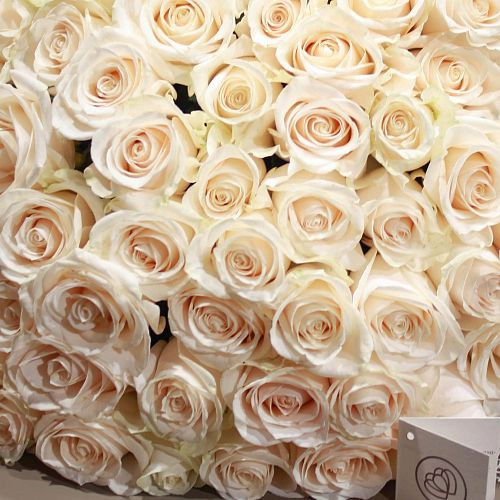 Белые розы Vendela 60 см (Эквадор)