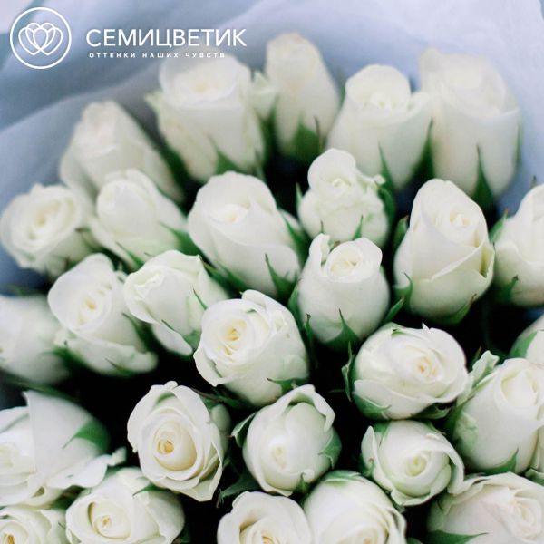 Букет из 35 белых роз 40 см (Кения) в голубой пленке