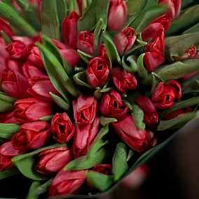 Букет из 101 малинового тюльпана в зеленой пленке