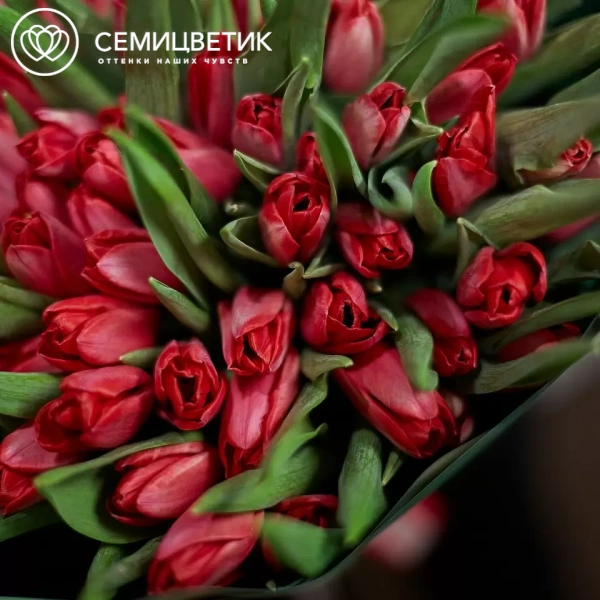 Букет из 101 малинового тюльпана в зеленой пленке