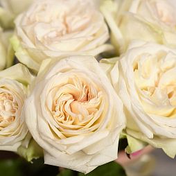 Белые ароматные пионовидные розы White O'Hara 40 см опт