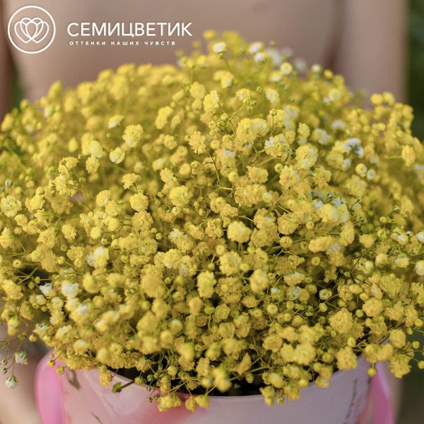 Букет в розовой шляпной коробке Amour Mini из 9 желтых гипсофил