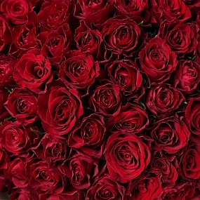 Букет из 101 красной розы 35-40 см (Кения) в кремовой пленке