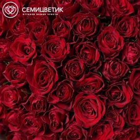 Букет из 101 красной розы 35-40 см (Кения) в кремовой пленке