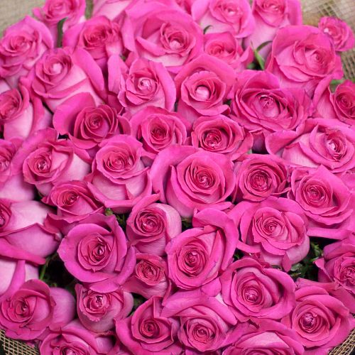 Ярко-розовые розы Topaz 70 см (Эквадор)