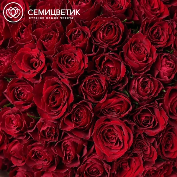 Букет из 101 красной розы 35-40 см (Кения) в кремовой пленке
