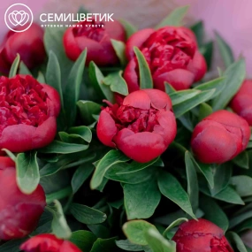 Букет из 15 бордовых пионов Standart в розовой пленке