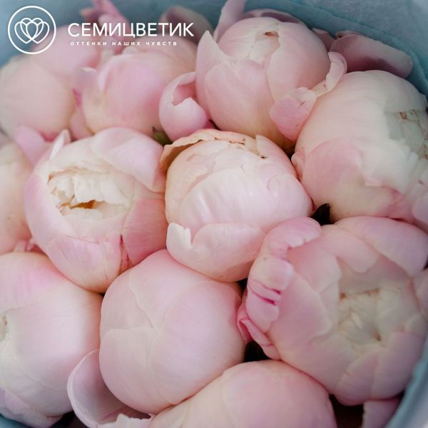 Букет из 11 нежно-розовых пионов Gardenia Premium в голубой пленке
