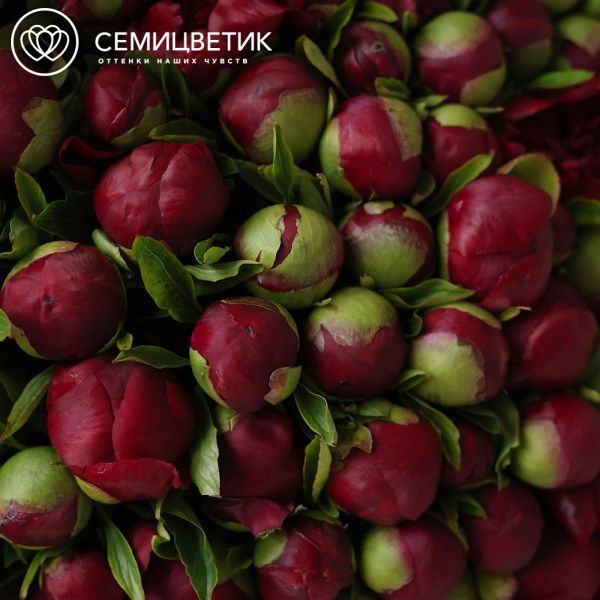 Букет из 101 бордового пиона Premium
