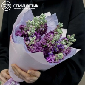 Букет из 11 махровых маттиол микс в сиреневой пленке