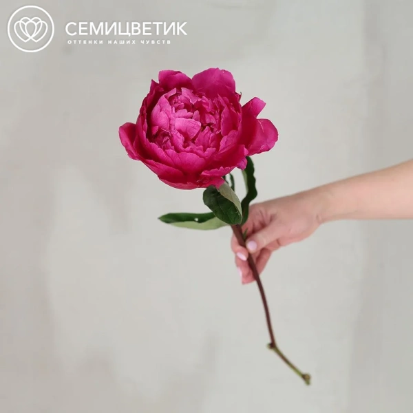 Букет из 101 ярко-розового пиона Red Sarah Bernhardt Premium в прозрачной упаковке