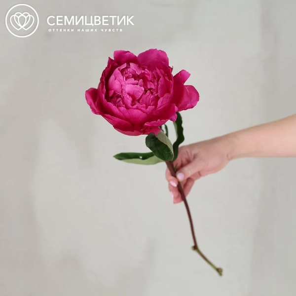 Букет из 101 ярко-розового пиона Red Sarah Bernhardt Premium в прозрачной упаковке