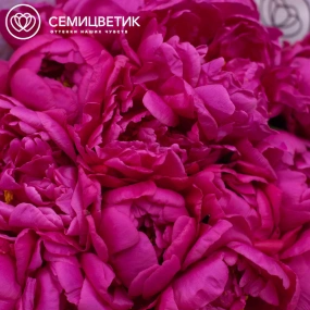 Букет из 15 малиновых пионов Standart в кремовой пленке