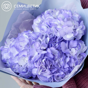 Букет из 3 фиолетовых гортензий в голубой пленке