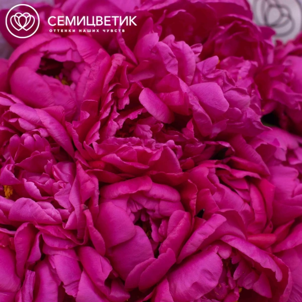 Букет из 15 малиновых пионов Standart в кремовой пленке