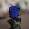 Синяя роза в колбе 22 см