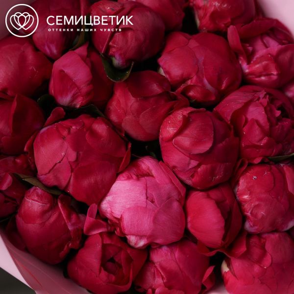 Букет из 25 ярко-розовых пионов Red Sarah Bernhardt Premium