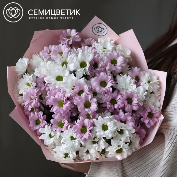 Букет из 11 белых и розовых кустовых хризантем в розовой пленке