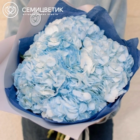 Букет из 5 голубых гортензий в белой пленке