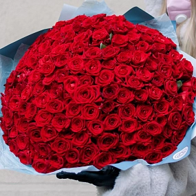 Монобукет  из 151 красной розы 35-40 см (Россия) в голубой пленке