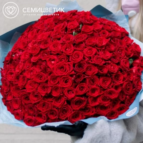 Букет из 151 красной розы 35-40 см (Россия) в голубой пленке