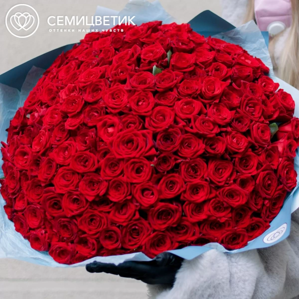Букет из 151 красной розы 35-40 см (Россия) в голубой пленке