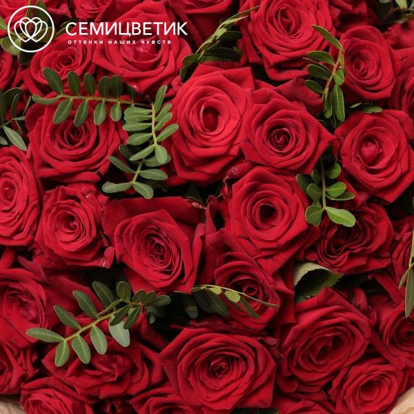 Букет из 35 красных роз 35-40 см (Россия) с фисташкой