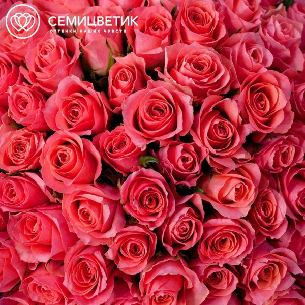 Букет из 75 коралловых роз 40 см (Кения)