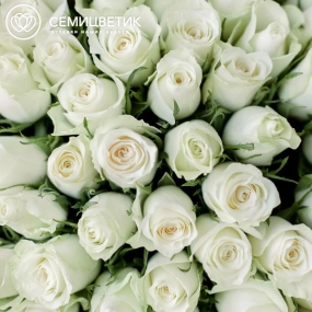 Букет из 61 белой розы 40 см (Кения) в белой пленке