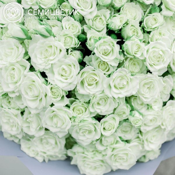 Букет из 51 белой кустовой розы Snowflake 40 см (Кения) в дизайнерской пленке