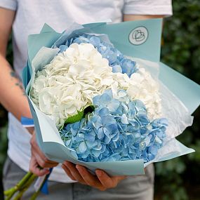 Монобукет  из 5 голубых и белых гортензий
