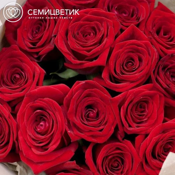 Букет из 15 красных роз 50 см (Россия) в кремовой пленке