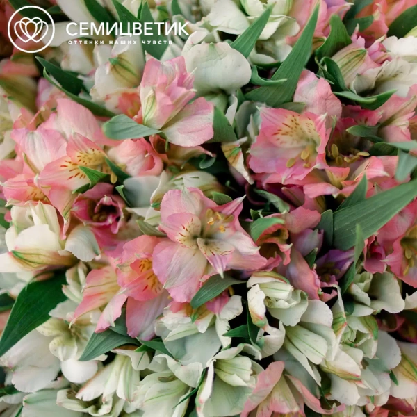 Букет из 35 белых и розовых альстромерий в кремовой пленке