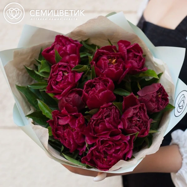 Букет из 11 бордовых пионов Standart Plus в зеленой пленке