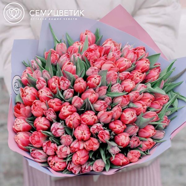 Букет из 101 розового пионовидного тюльпана в сиреневой пленке