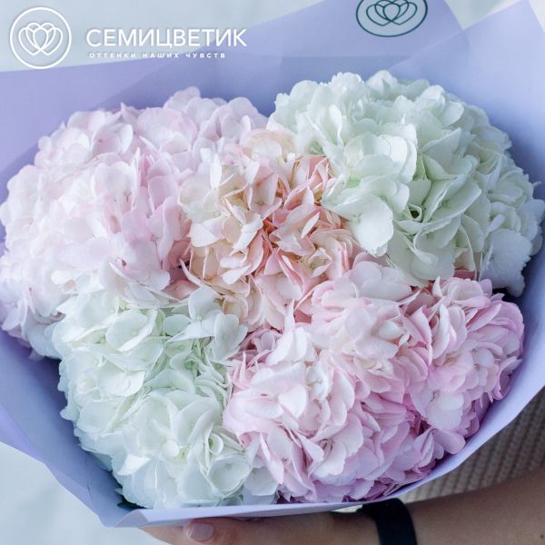 Букет из 5 белых и розовых гортензий в сиреневой пленке
