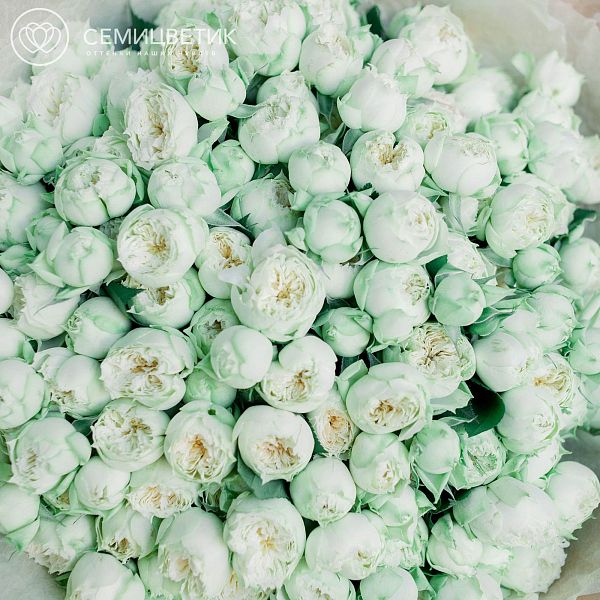 Букет из 51 бело-фисташковой кустовой пионовидной розы Blanchette 40 см