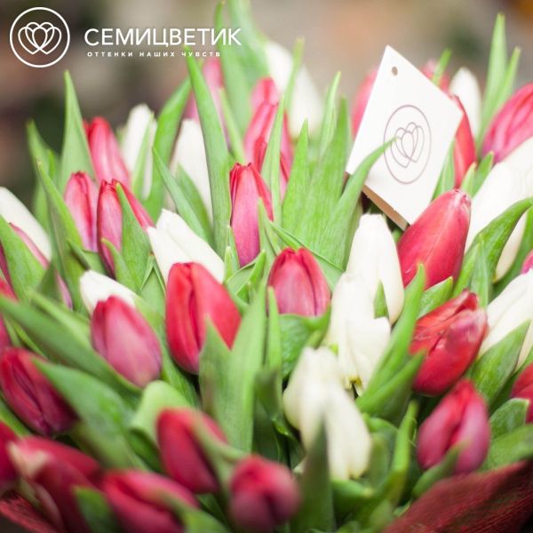 Букет из 51 красный и белый тюльпан 40 см