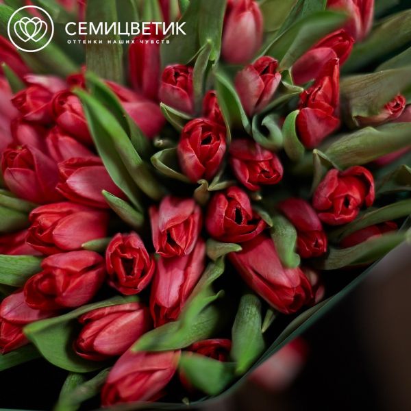 Букет из 101 малинового тюльпана