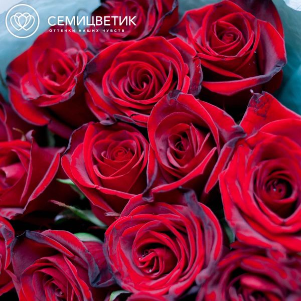 Букет из 15 красных с темной каймой роз Магия 70 см (Россия)