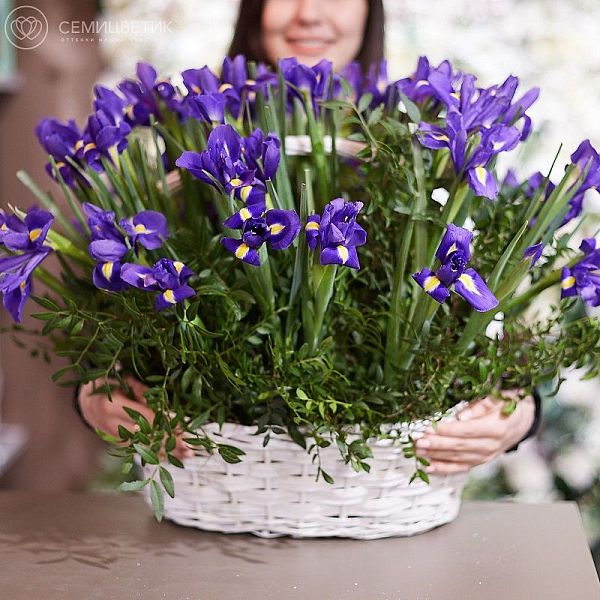 Композиция из 51 ириса с зеленью в корзине