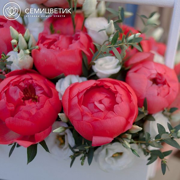 Деревянный ящик с 11 коралловыми пионами Coral Sunset Premium и лизиантусами